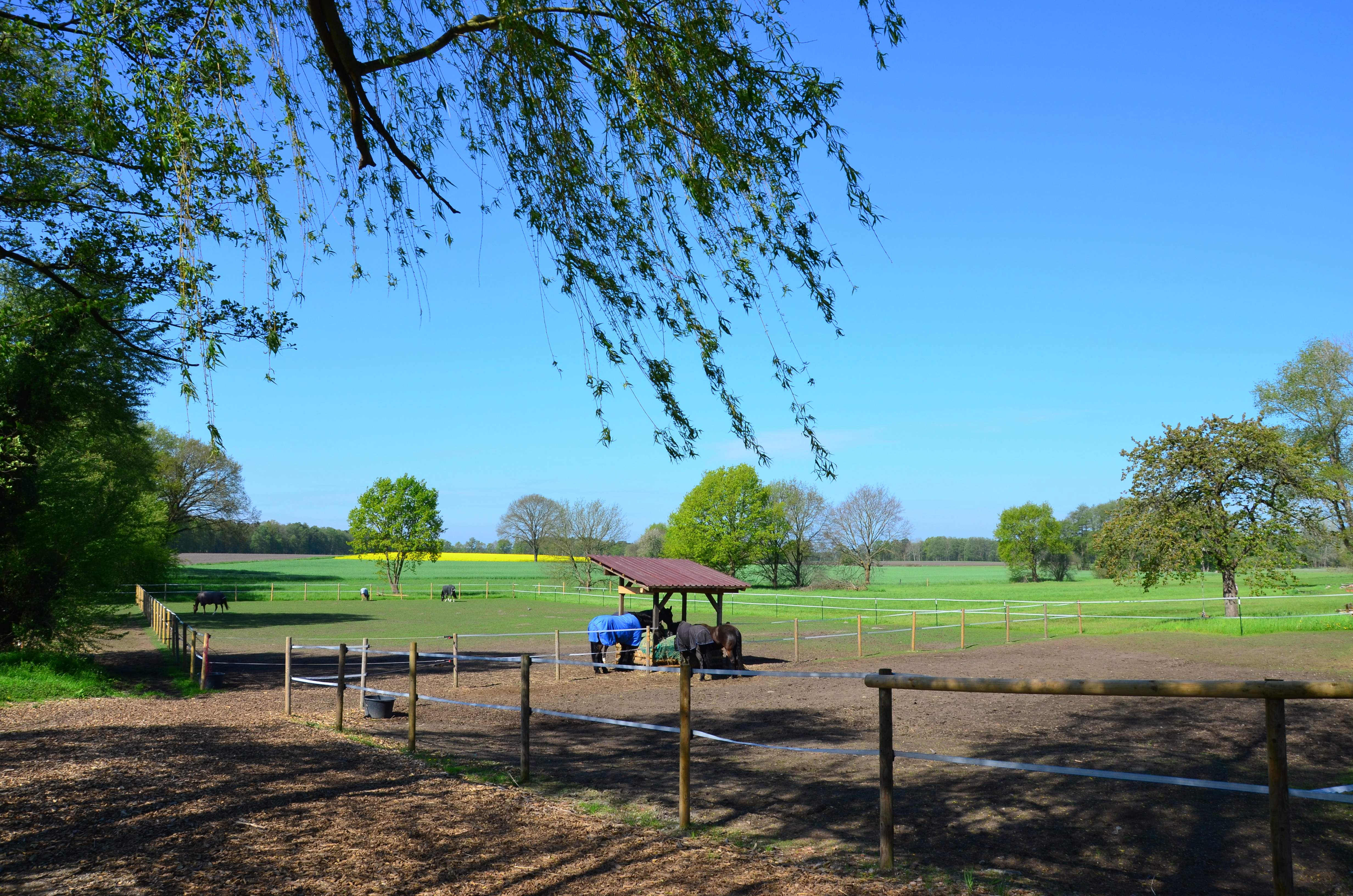 Berittponys auf dem Auslauf