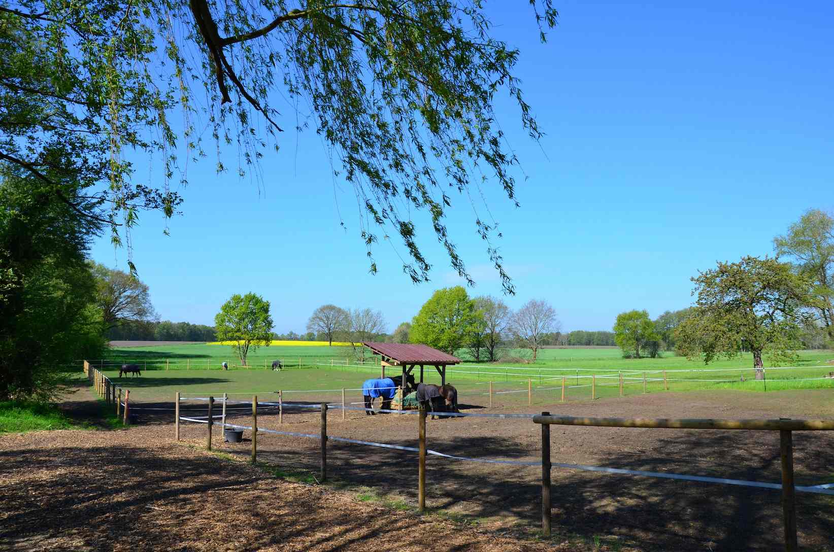 Berittponys auf dem Auslauf