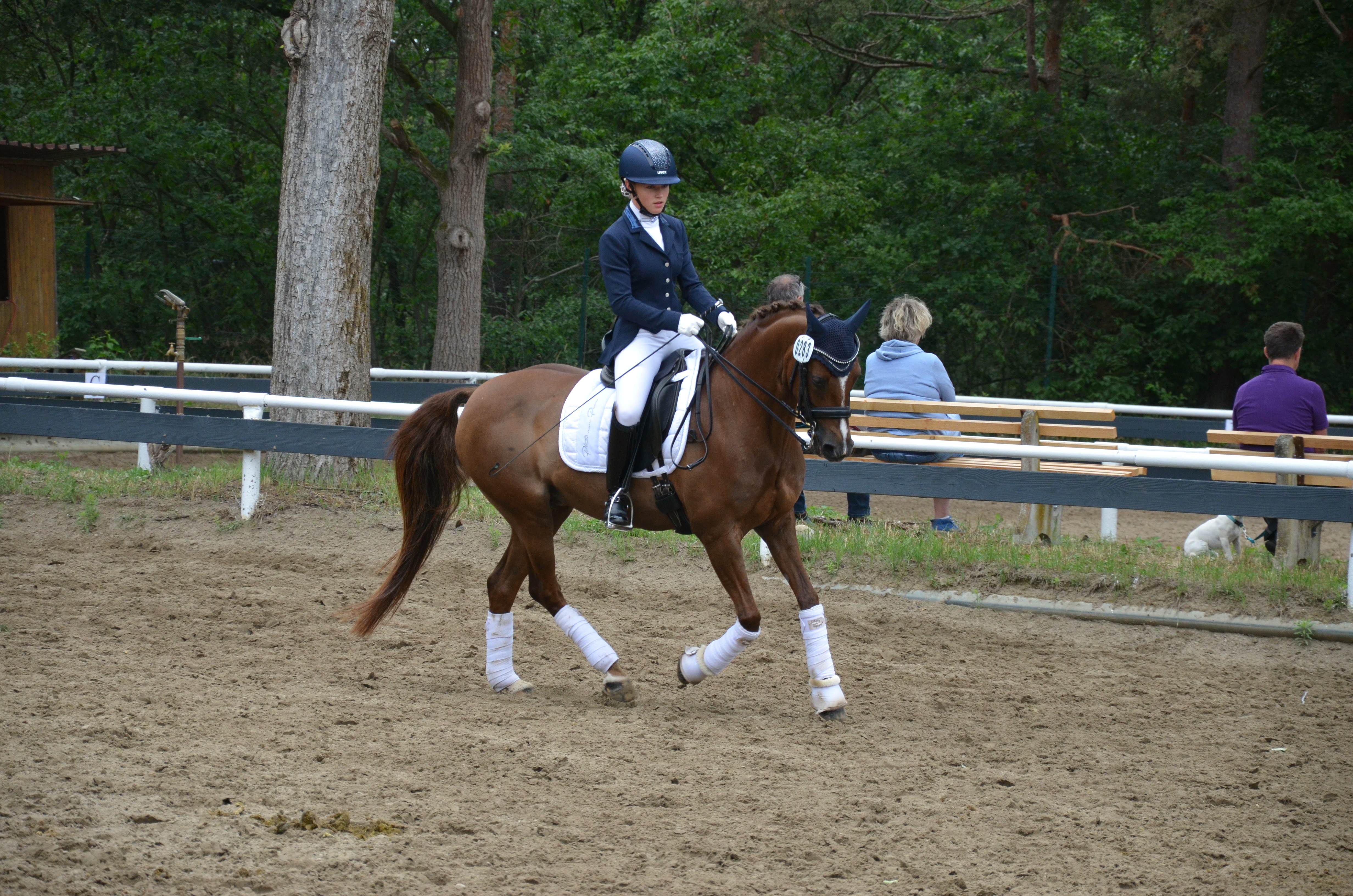 Pony durch Beritt erfolgreich gewesem beim Turnier