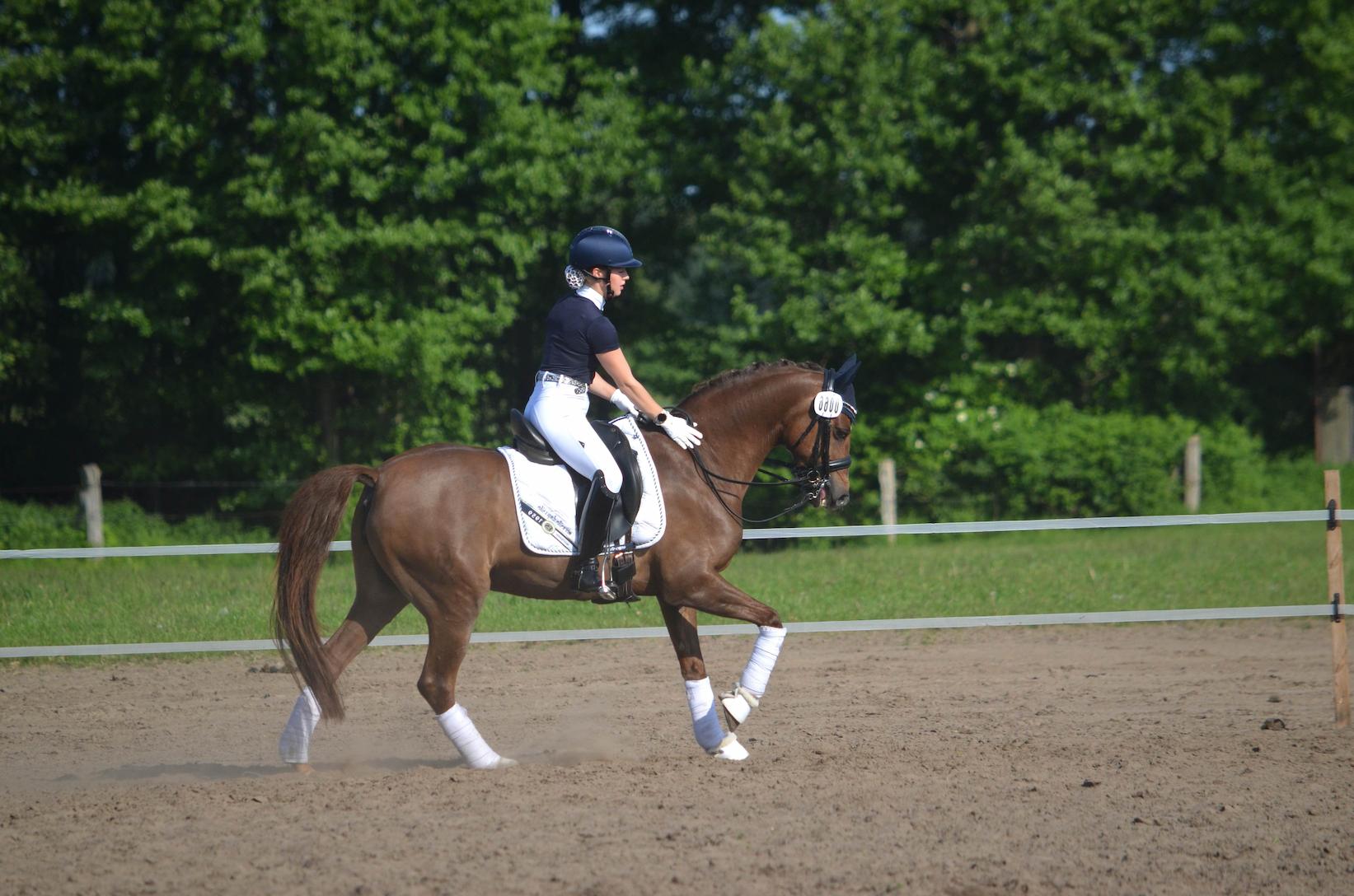 Pony nach rechts gallopierend