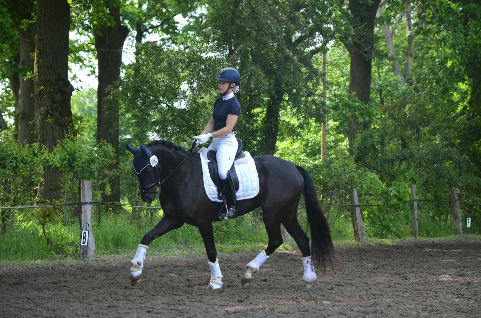 Pony nach links trabend