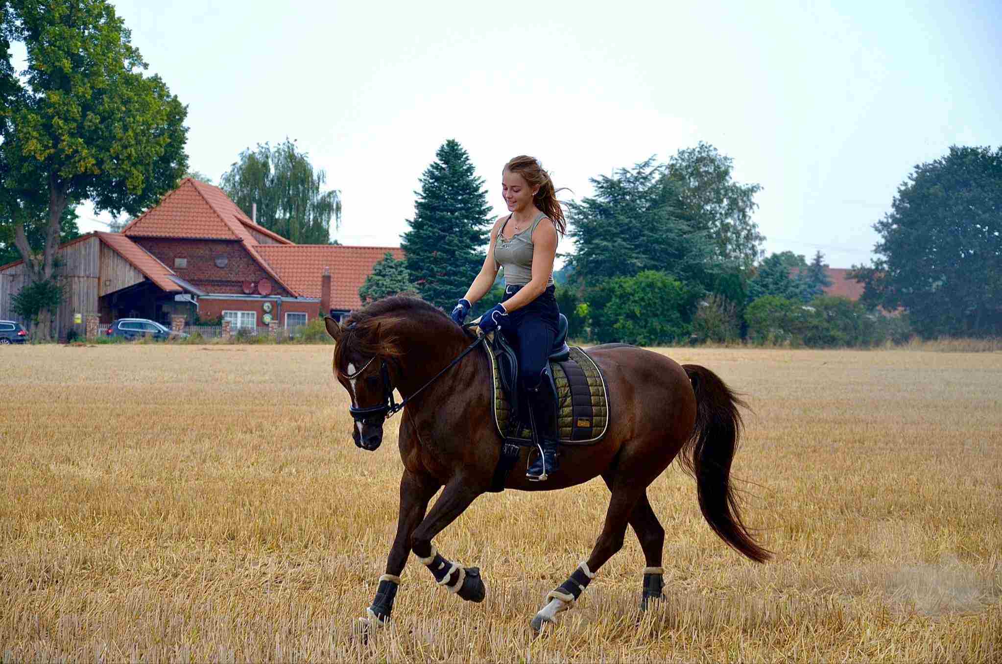 Pferd auf dem Stoppelfeld