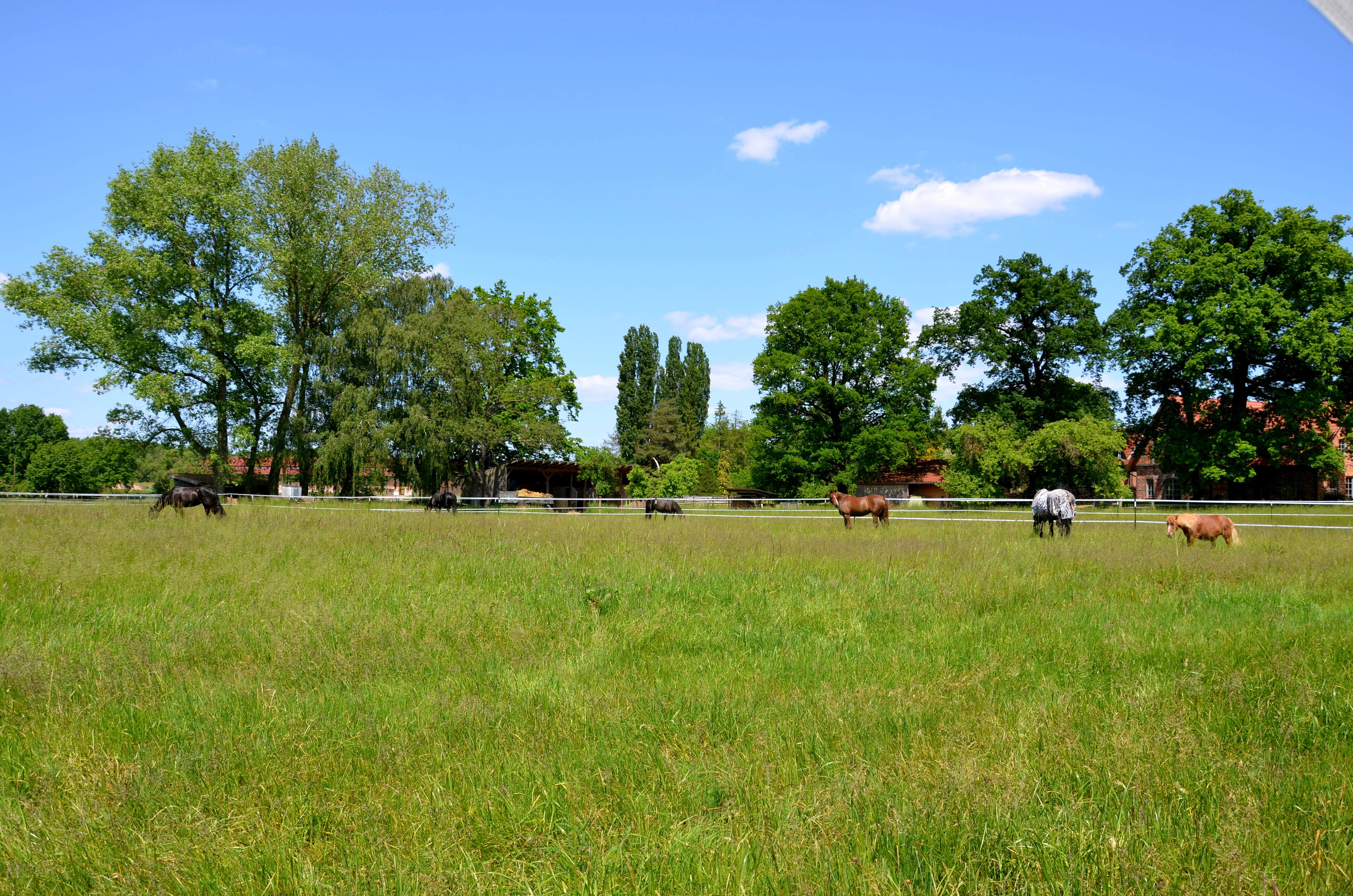 Auslauf für Berittponys